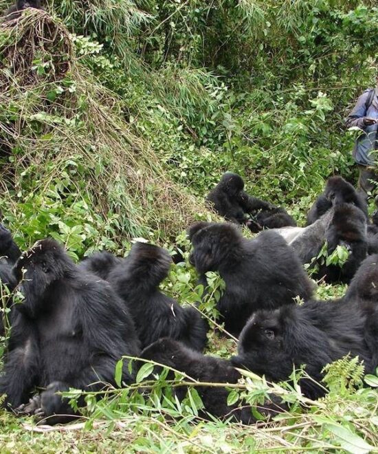 Gorilla Trekking in DR. Congo Extended Guide