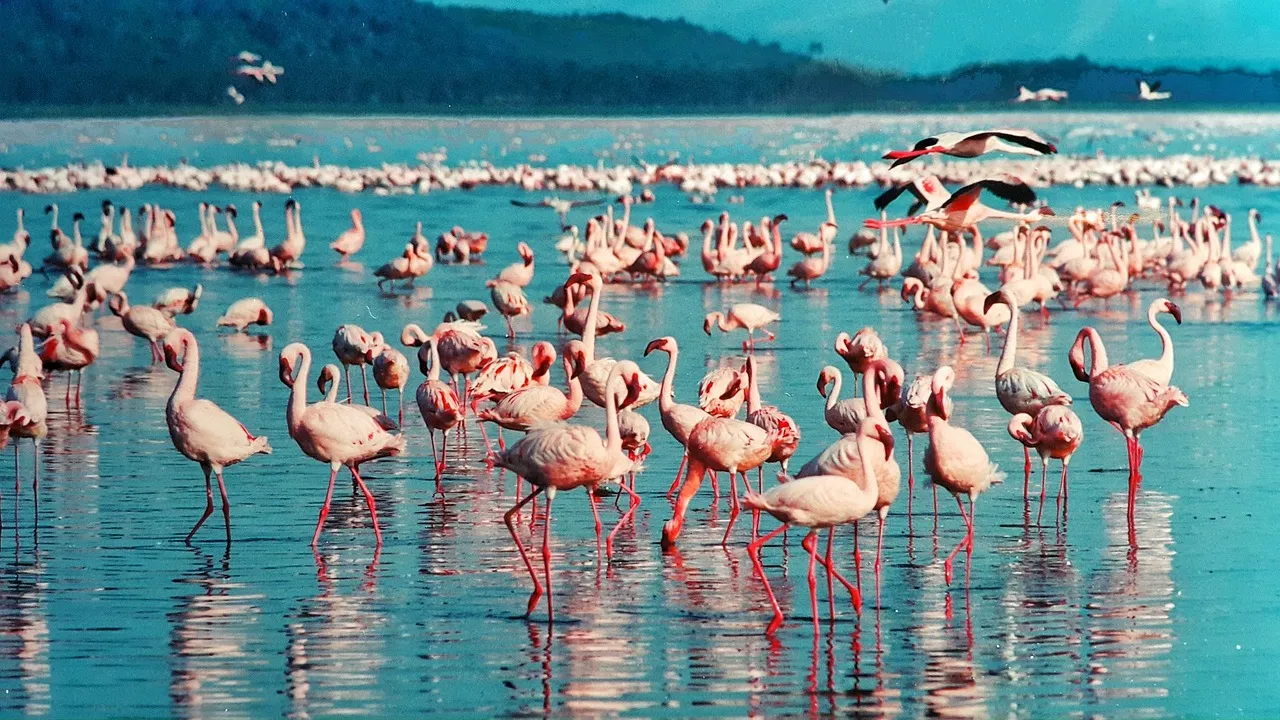 4 Days Budget Kenya Safari | Group Joining Mara & Nakuru Combo