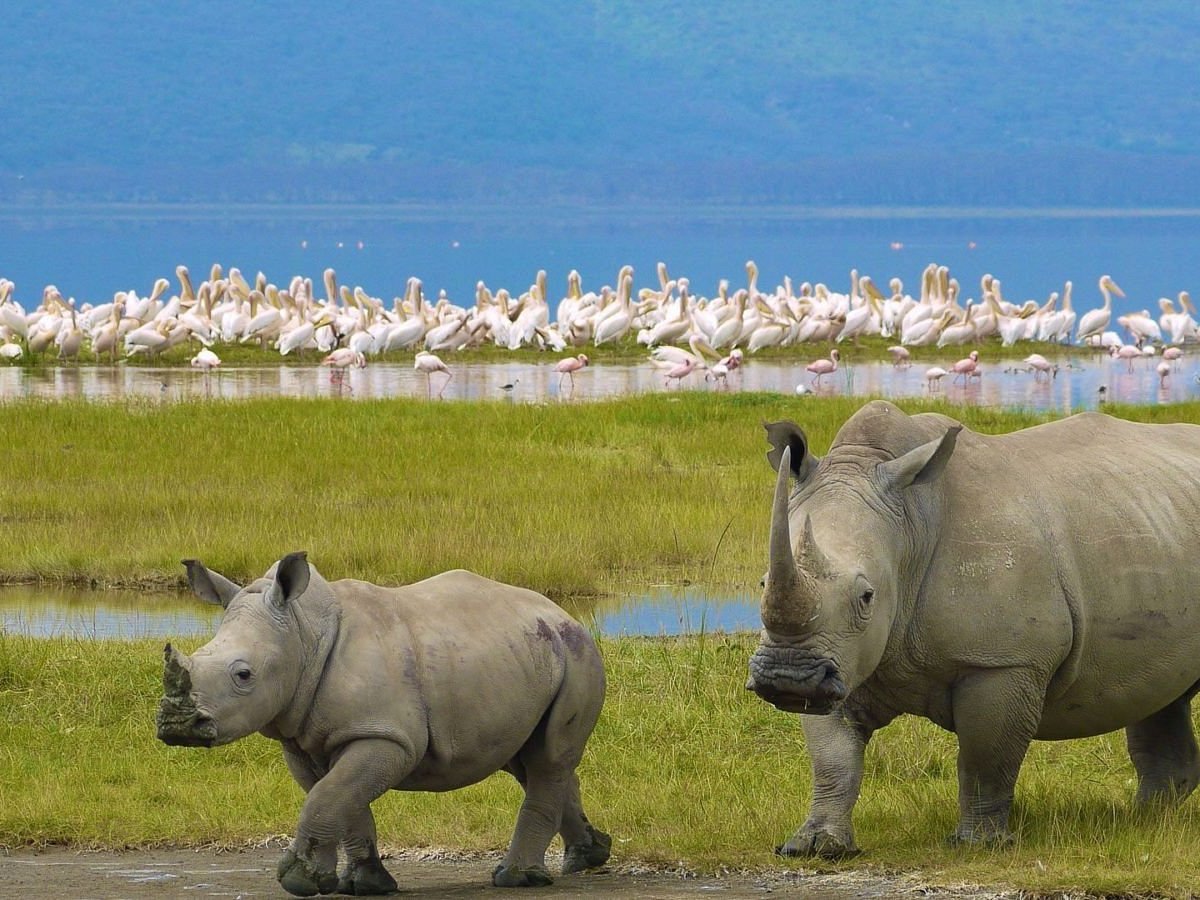 4 Days Masai Mara and Lake Nakuru Group Safari | Kenya Wildlife Adventure Tour