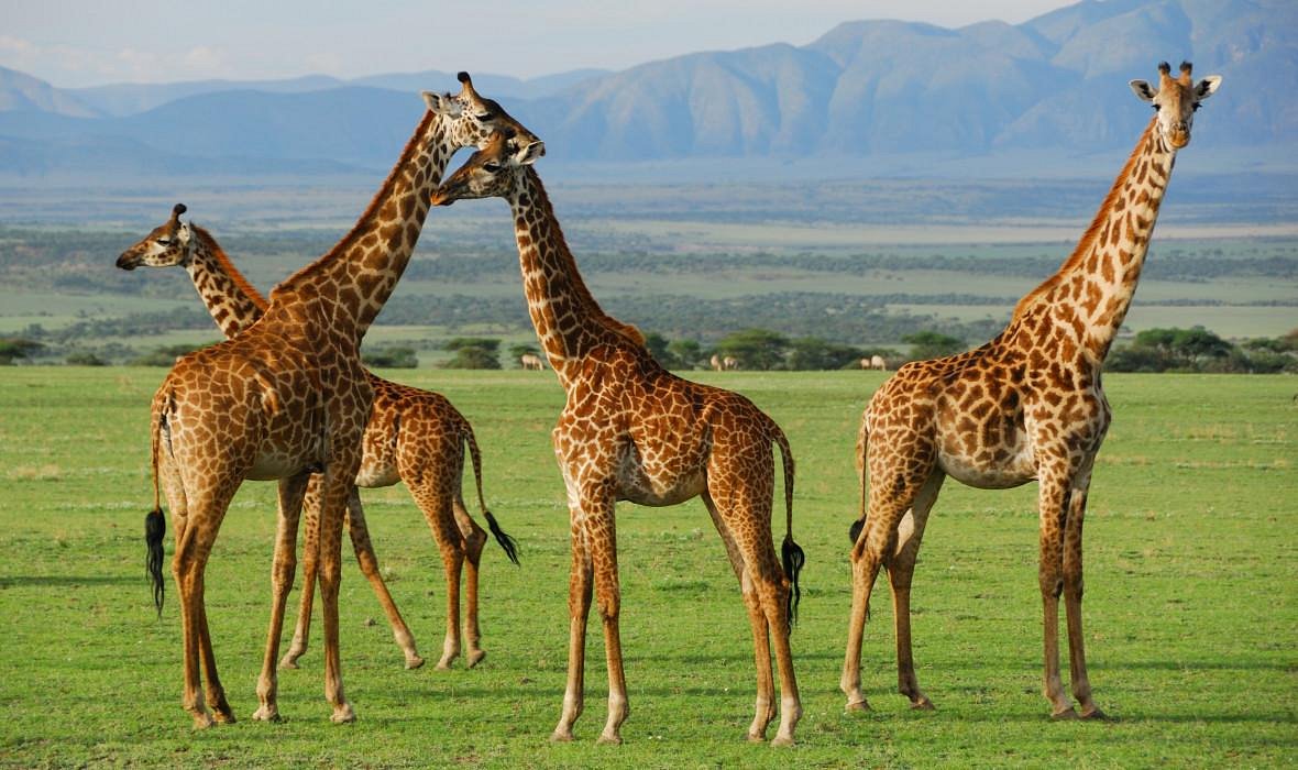 Tips for Your First Safari in Serengeti National Park
