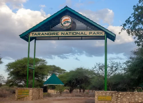 Tarangire National Park Safari Guide | Wildlife, Costs and Tips