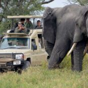 Unbeatable Discounted Africa Safaris – Gorilla, Wildlife & Beach Tours