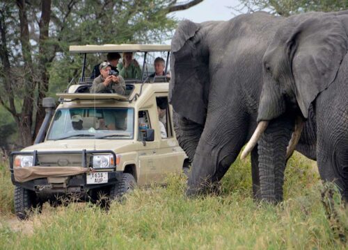 Discover the Magic of Discounted Africa Safaris with Nextgen Safaris