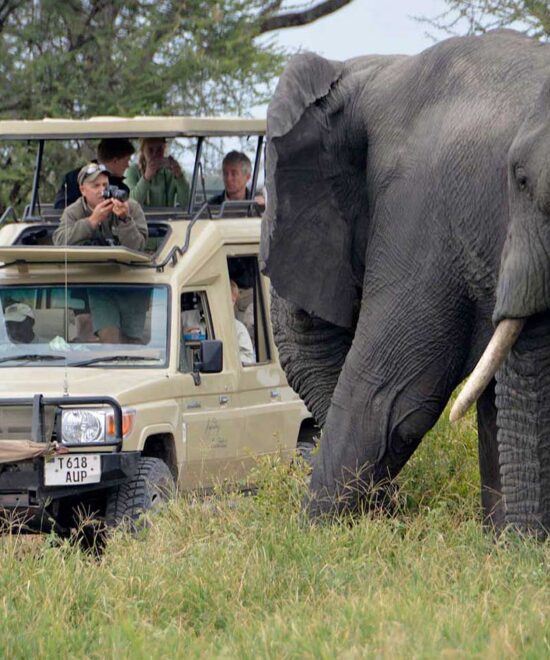 Discover the Magic of Discounted Africa Safaris with Nextgen Safaris