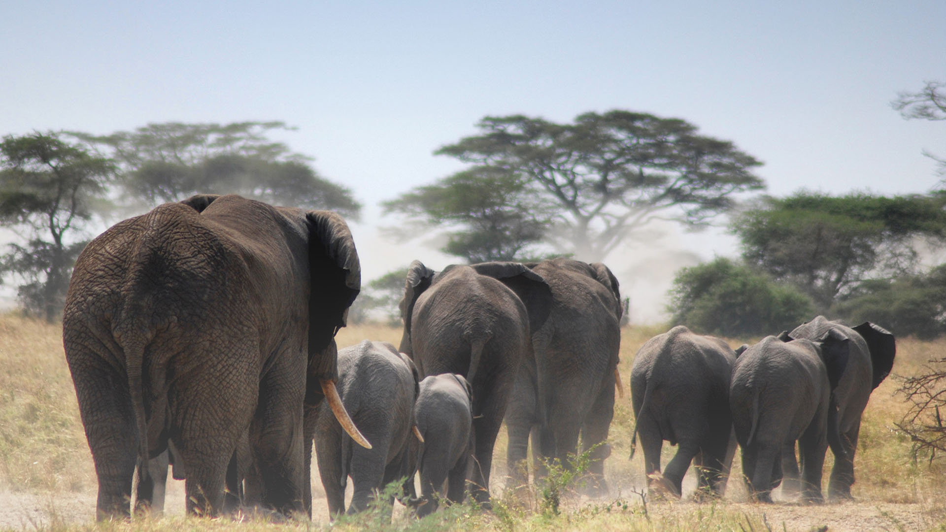 Tarangire National Park Safari Guide: Wildlife, Costs & Tips