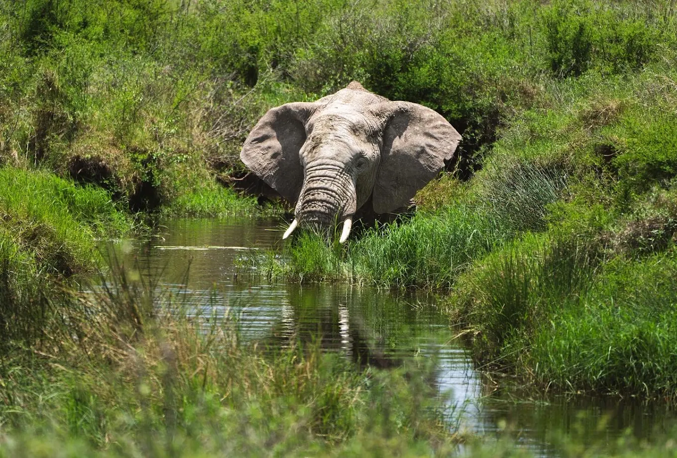 7 Days Tanzania Wildlife Safari 