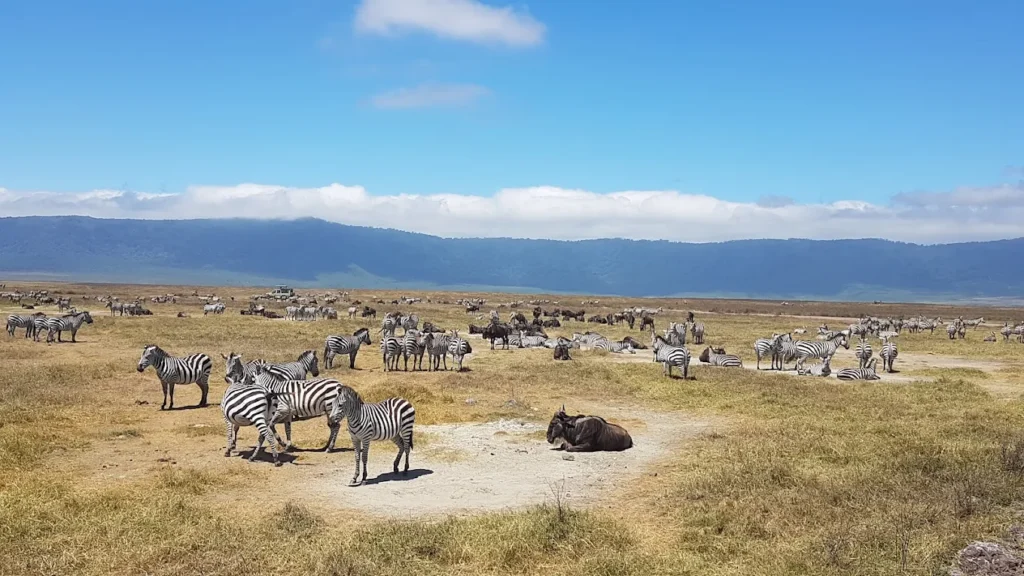 Choosing the Right Great Migration Safari Itinerary