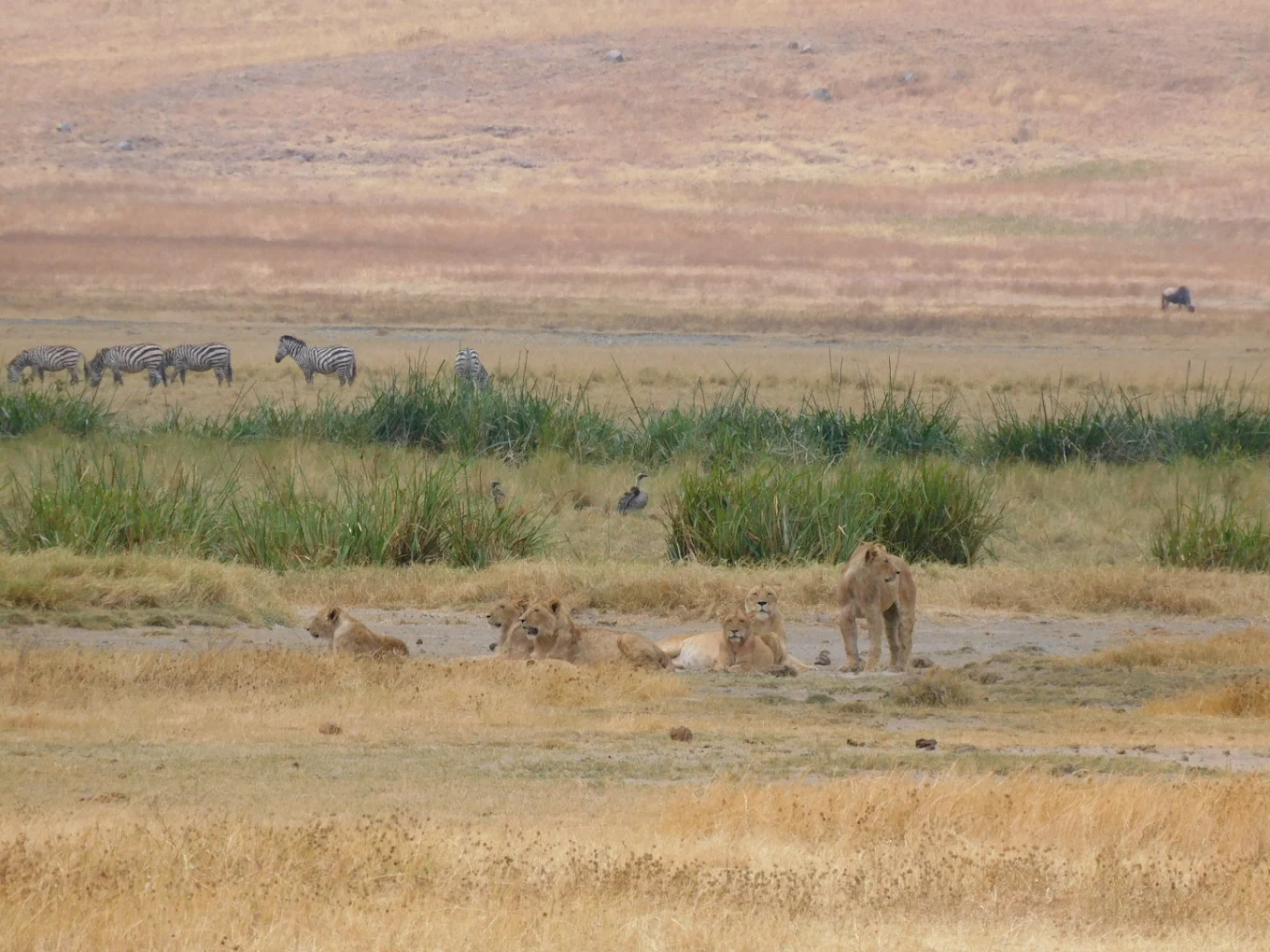 Why Book This 6 Days Northern Tanzania Safari?
