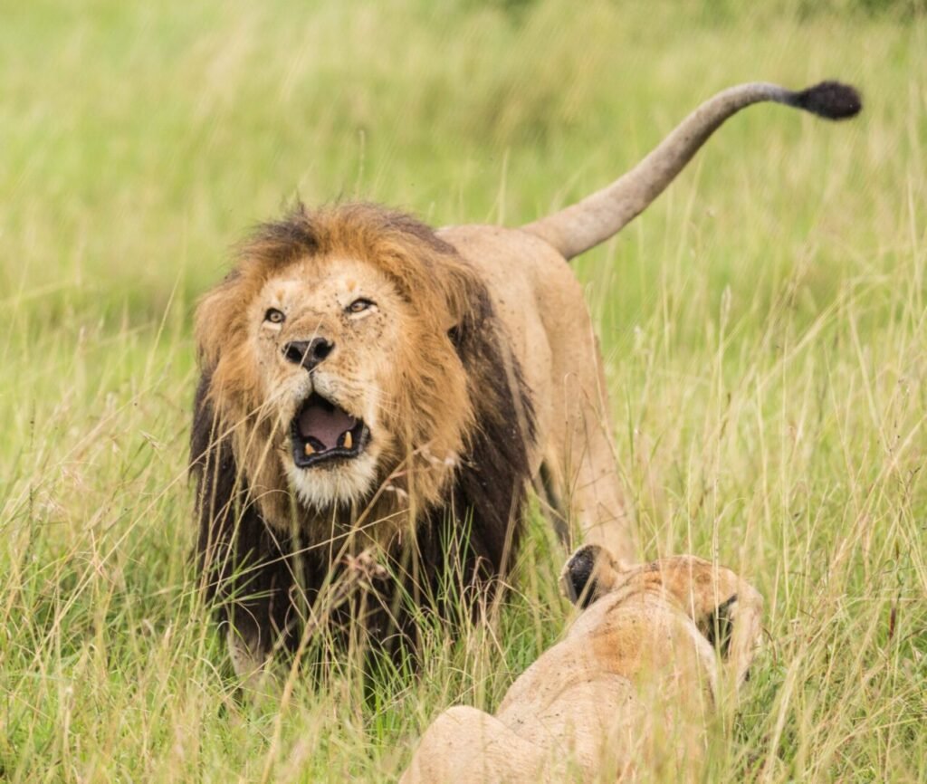 4 Days Masai Mara and Lake Nakuru Group Safari | Kenya Wildlife Adventure Tour