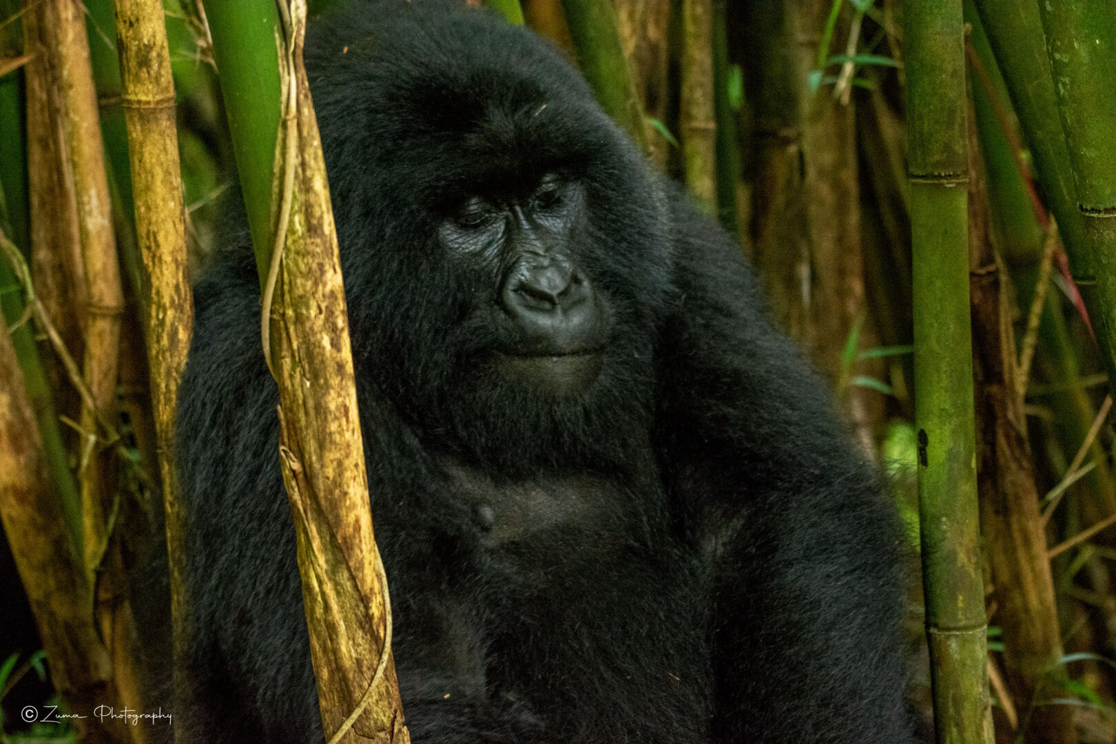 Where to See Gorillas in the Wild – Top Gorilla Trekking Destinations in Africa