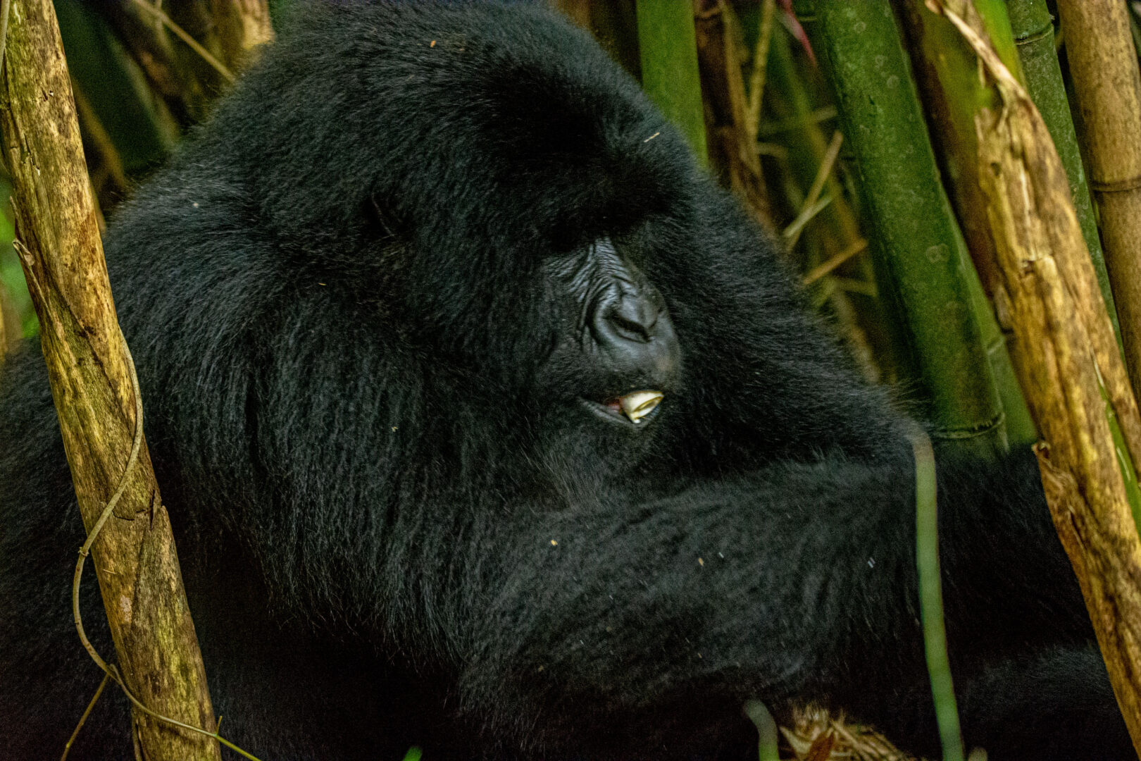 Uganda gorilla trekking safari group inside the rainforest