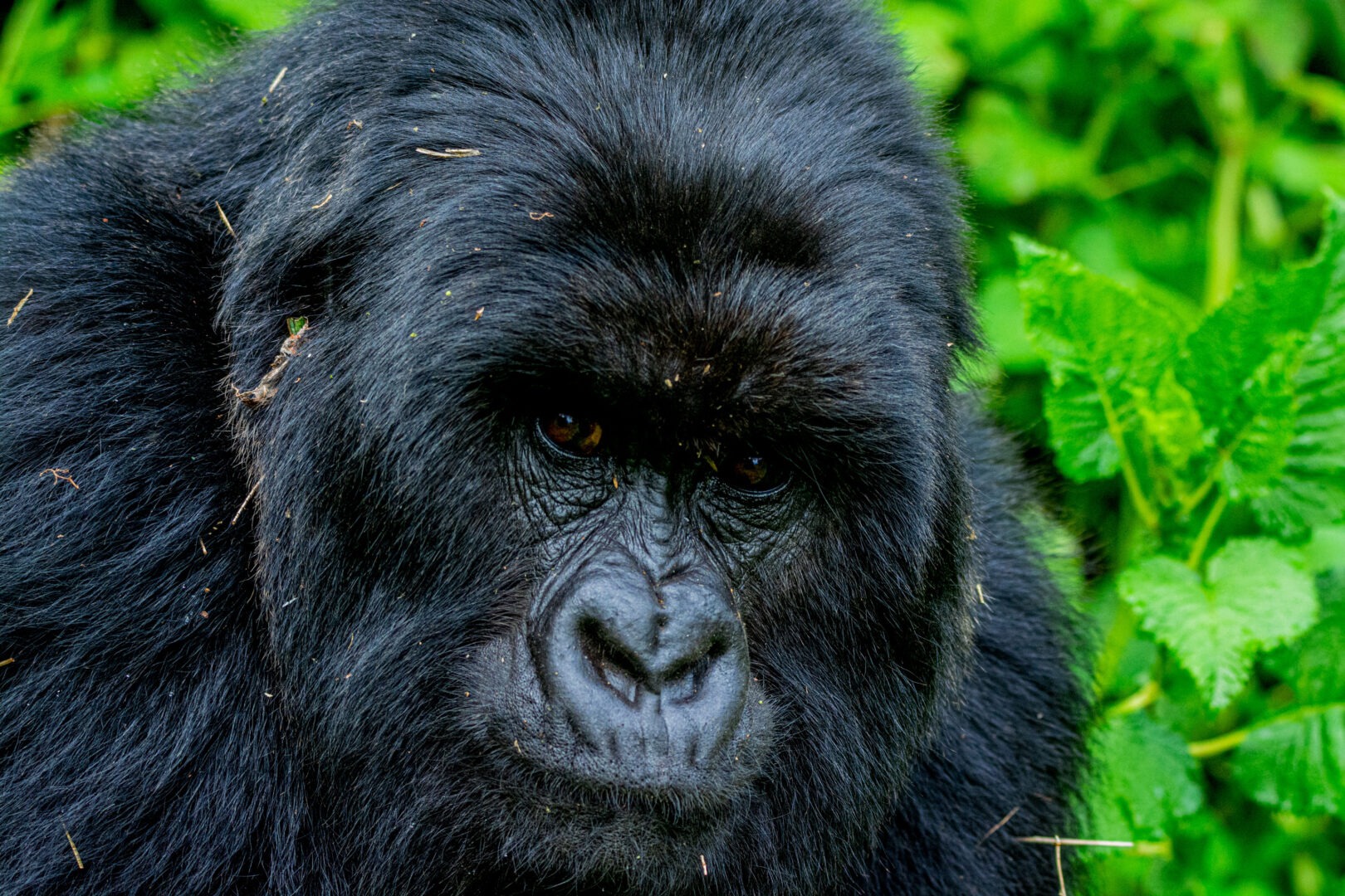 Where to See Silverback Gorillas in the Wild: Top Destinations in Africa
