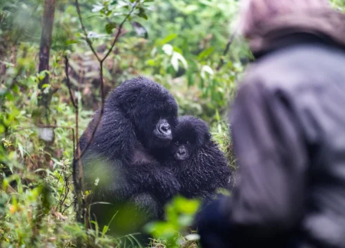 8 Days Uganda and Kenya Ultimate Safari Tour | Gorilla with Chimpanzee Trekking and Masai Mara Safari