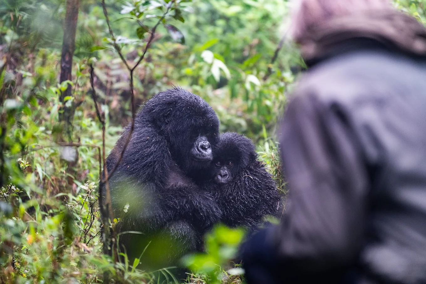 Gorilla Trekking and Lake Bunyonyi | Uganda Honeymoon & Family Safaris
