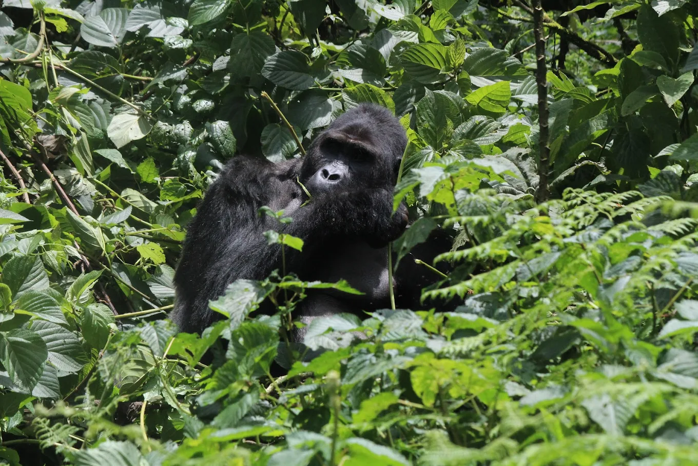 3 Days Mountain Gorilla Trekking Uganda