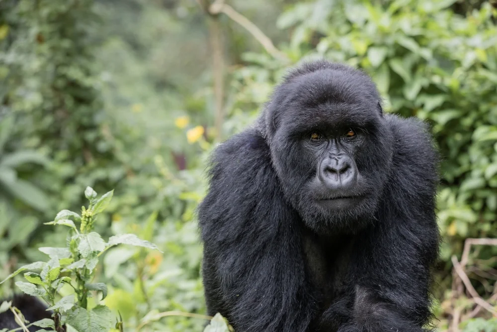 Where to Go for Luxury Gorilla Trekking?