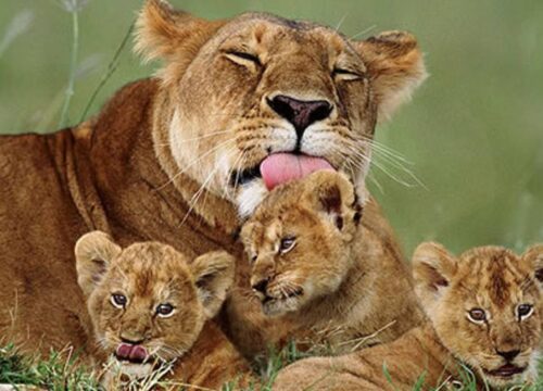 Ultimate 7-Day Tanzania Wildlife Safari : Unforgettable Journey Through Serengeti, Ngorongoro & Arusha.