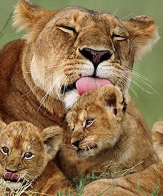 Ultimate 7-Day Tanzania Wildlife Safari : Unforgettable Journey Through Serengeti, Ngorongoro & Arusha.