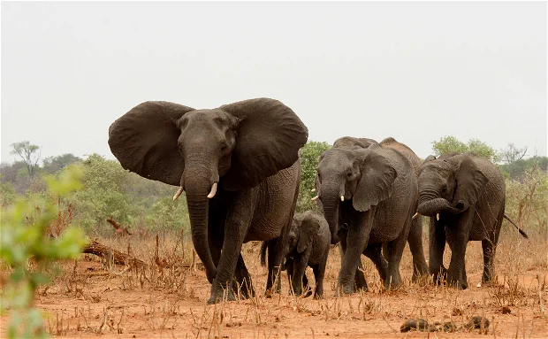 1 Day Chobe from Victoria Falls Zimbabwe
