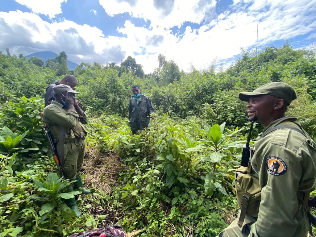 Unforgettable Gorilla Trekking with Jovana Gorilla Safaris | Trusted & Ethical Experts