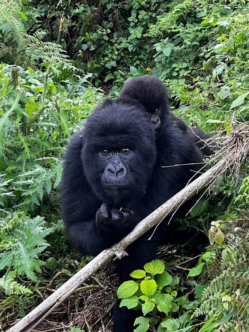 Chimpanzee Habituation Safari Experience