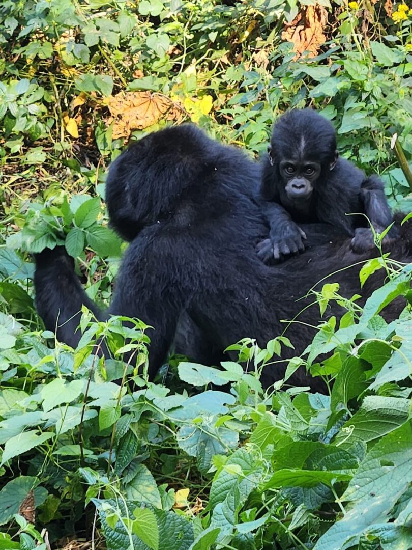 6 Days Uganda Double Gorilla Trekking safari