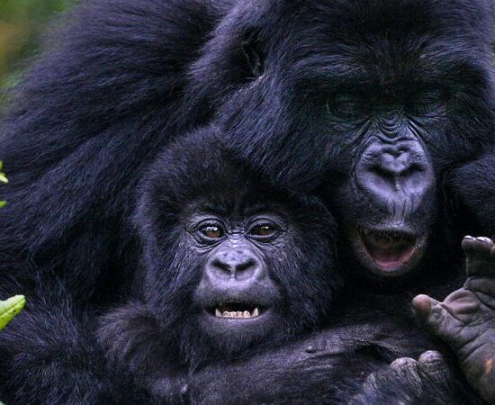 All-Inclusive Affordable Uganda Safari Packages for All Travelers 2025 – 2030