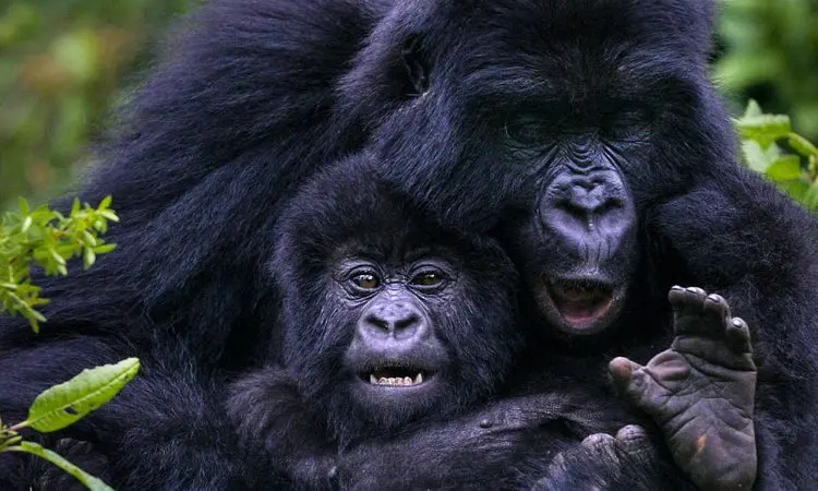 Affordable Uganda Safari Packages