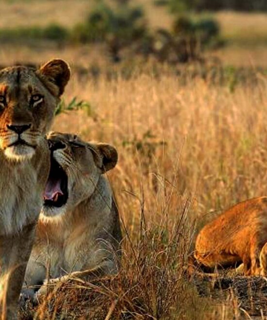 All-inclusive Absolutely Perfect 2 Weeks Safari in Uganda and Rwanda