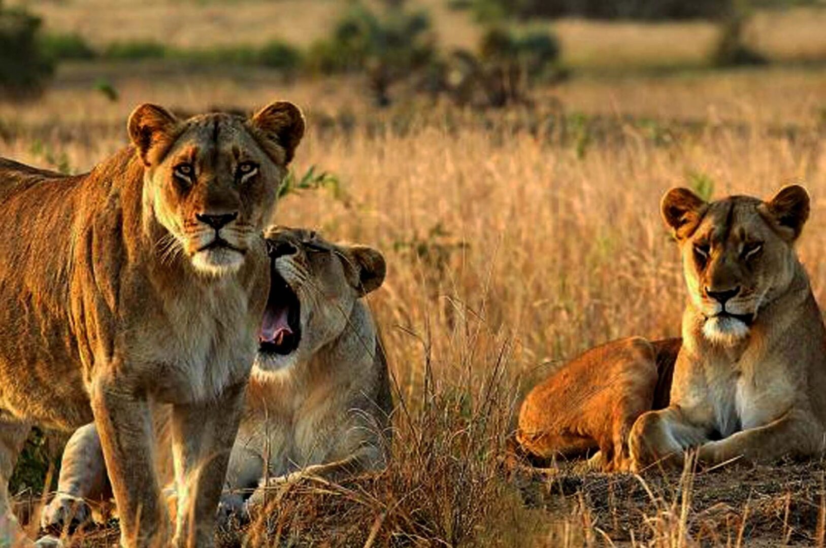 2 Weeks Safari in Uganda and Rwanda