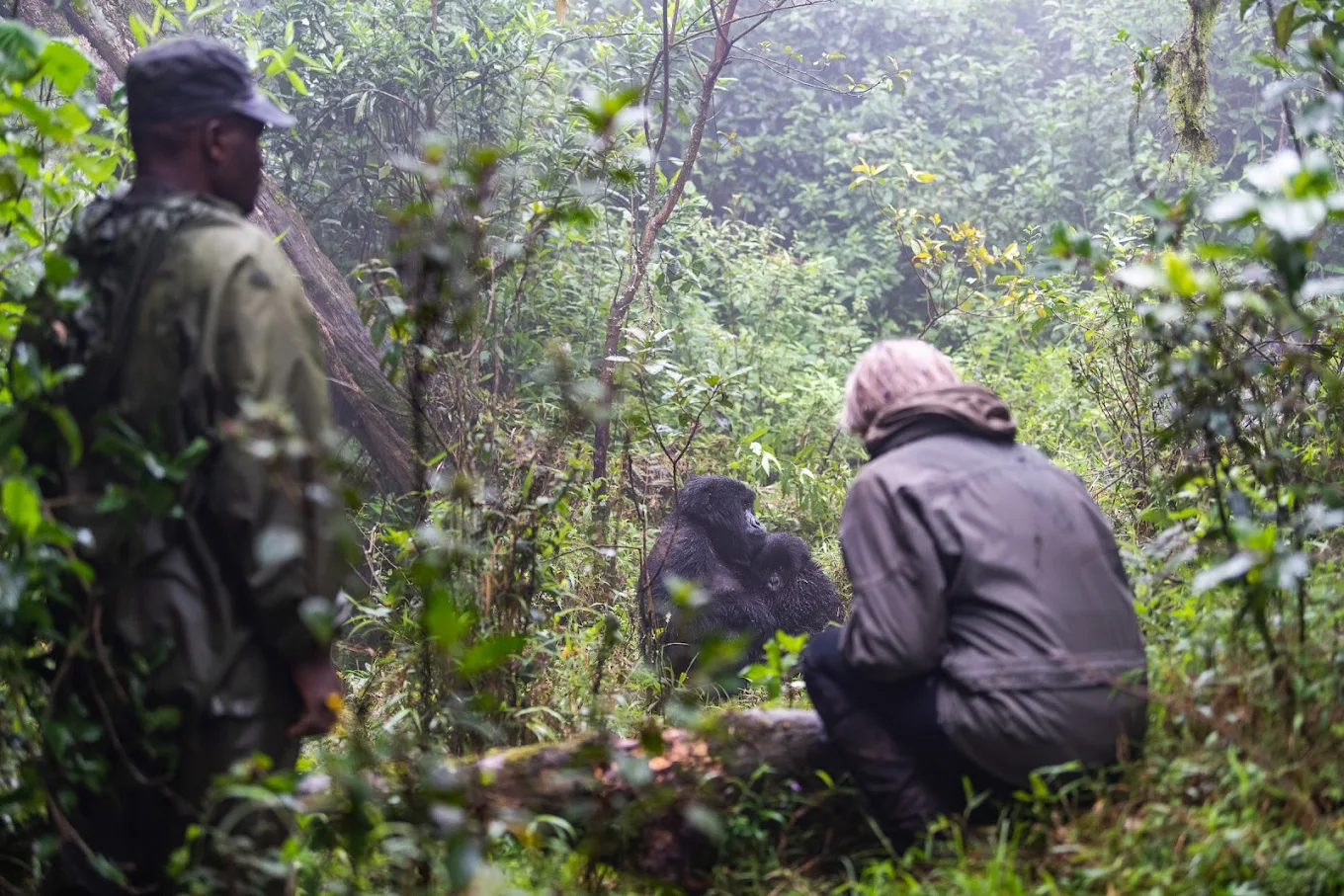 Luxury Gorilla Trekking with Nextgen Safaris