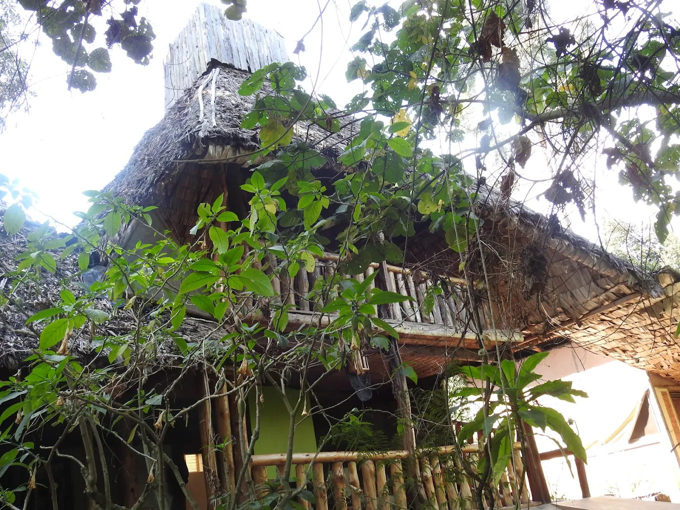Broadbill Forest Camp Bwindi