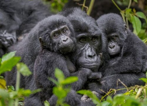 14 Days Exploring Uganda, Tanzania and Madagascar | East Africa and Island Paradise