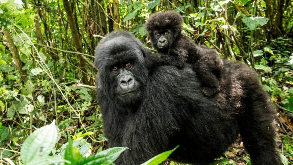 Gorilla Trekking & Batwa Cultural Visit
