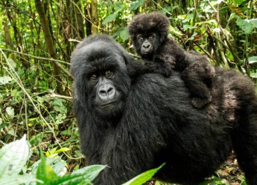 Private 10 Days Bespoke Uganda Luxury Safari