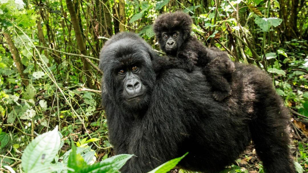 4 Days Gorilla & Queen Elizabeth Safari from Kigali