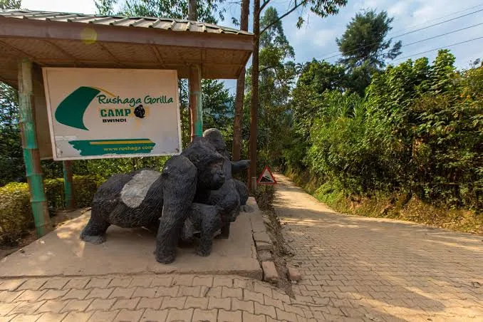 Rushaga Gorilla Camp Bwindi