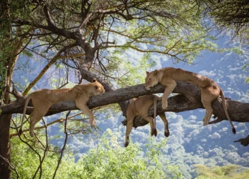 Ultimate 7-Day Tanzania Big Five Safari