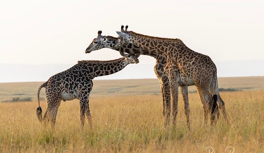 10 Days Comprehensive East African Wildlife Experience: Masai Mara, Serengeti & Ngorongoro Safari