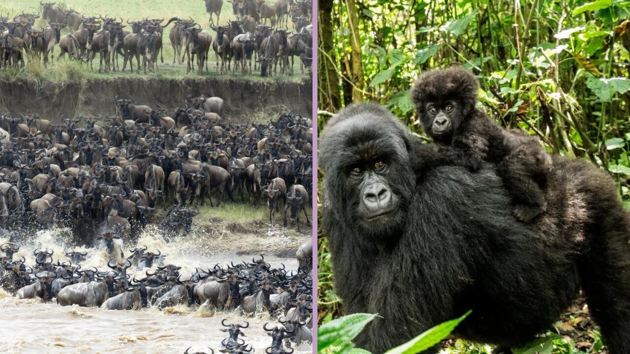 Combine a Tanzania Safari and Gorilla Trekking Experience