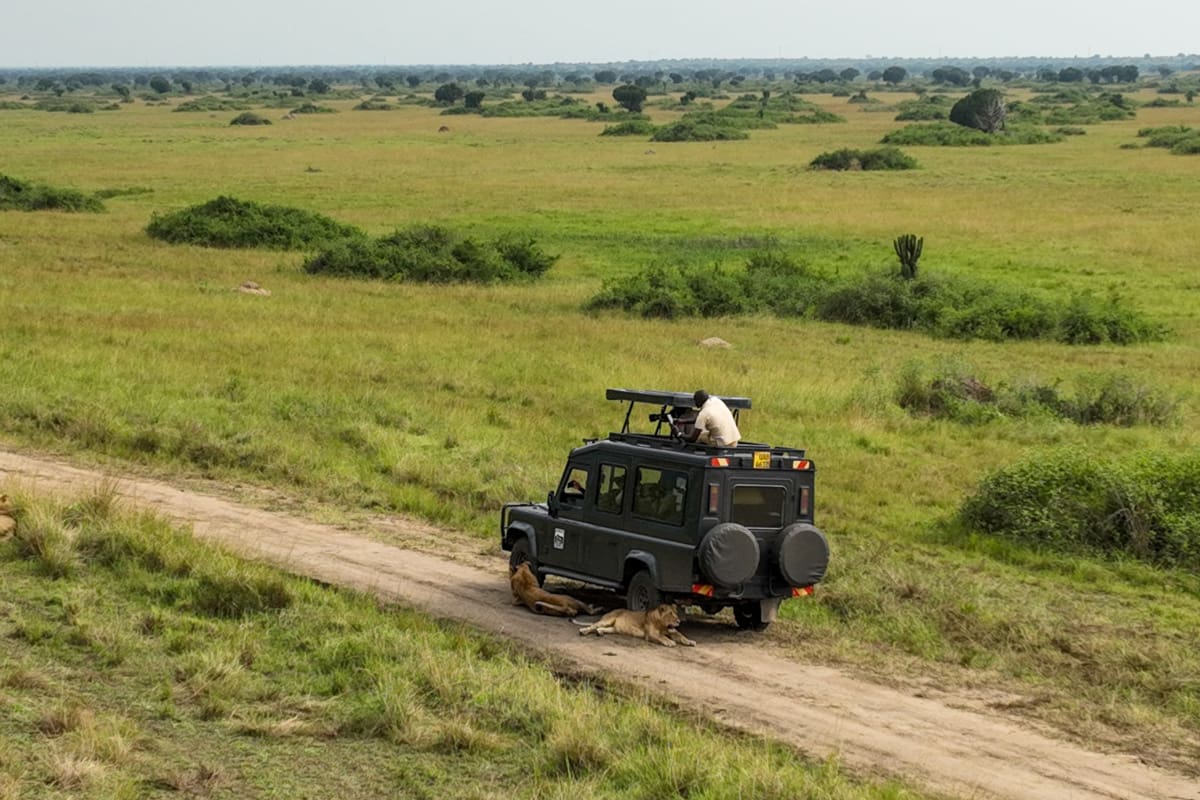 Private game drive safari experience in Uganda