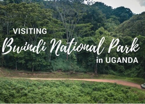 The Ultimate Guide to Gorilla Trekking in East Africa
