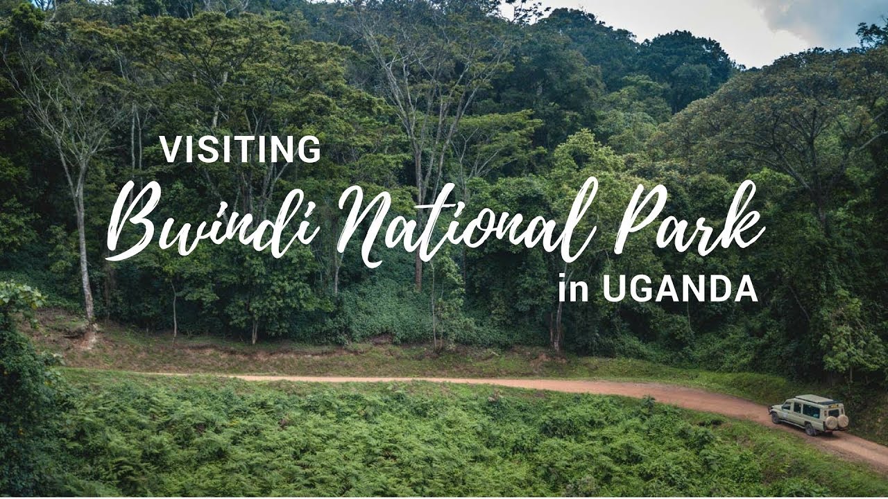 Flights to Bwindi Impenetrable National Park – The Fastest Way to Gorilla Trekking in Uganda
