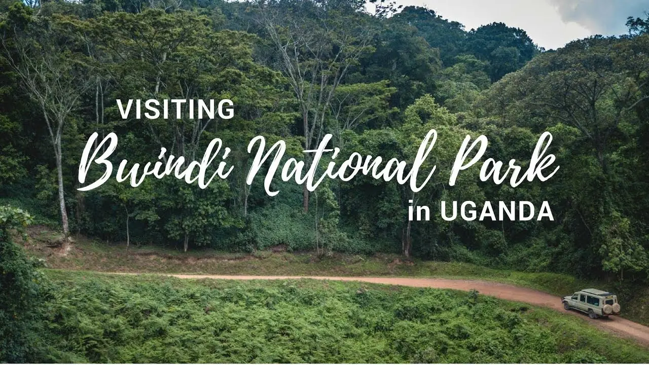 3 Days Gorilla Habituation Safari in Uganda from Kigali Itinerary Day 1: Kigali – Transfer to Bwindi Impenetrable National Park