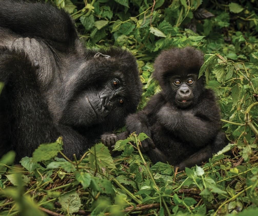 2 Days Gorilla Trekking Uganda from Kigali