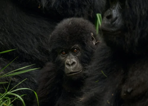 4 Days Gorilla Trekking & Gorilla Habituation Experience in Uganda