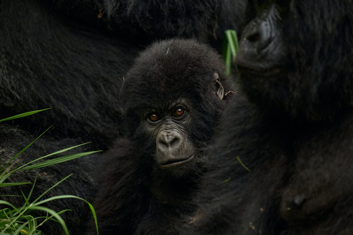 4 Days Gorilla Trekking & Gorilla Habituation Experience in Uganda
