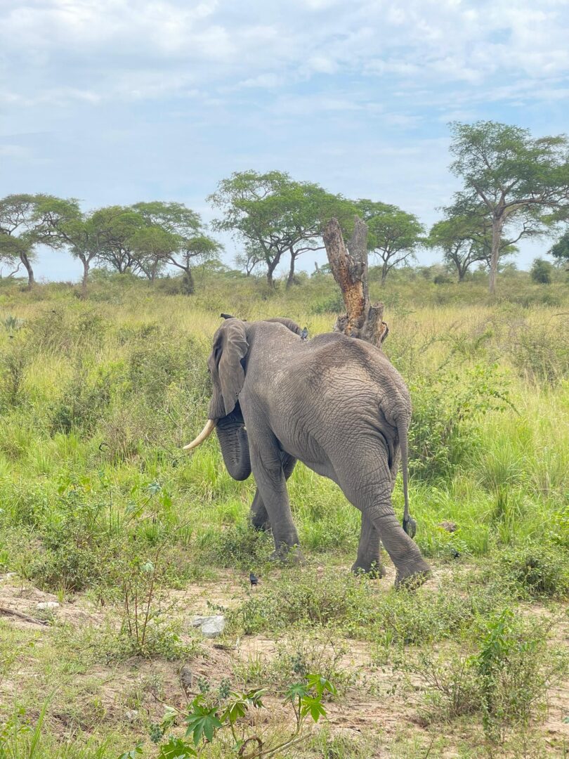 Safari wildlife photo