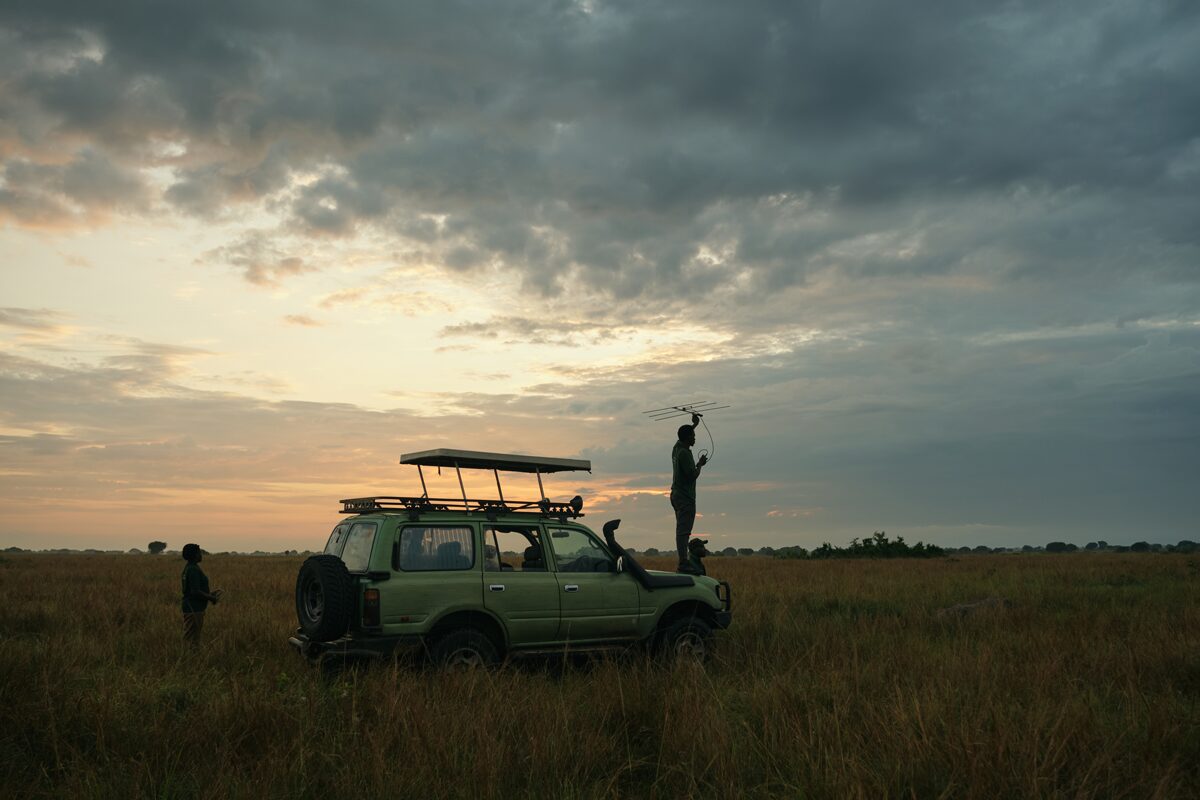 One of the must-do activities during your stay at Pakuba Safari Lodge is a game drive through Murchison Falls National Park. The park is renowned for its rich wildlife, and Pakuba Safari Lodge provides guests with access to some of the best wildlife viewing spots in the region.
