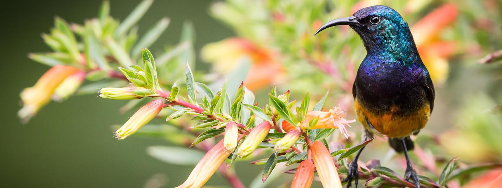 Bwindi Impenetrable National Park is one of the most important birding destinations in Africa, with over 350 recorded bird species inhabiting its forests. The park is particularly famous for its Albertine Rift endemic species, many of which are rarely seen outside this region.
